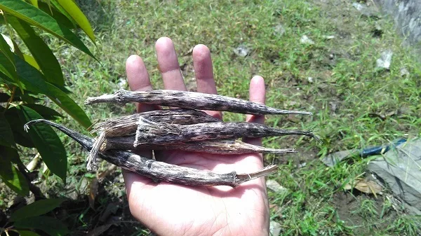 Cara Menanam dan Budidaya Tanaman Okra