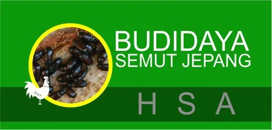 Cara Cepat Budidaya Semut Jepang
