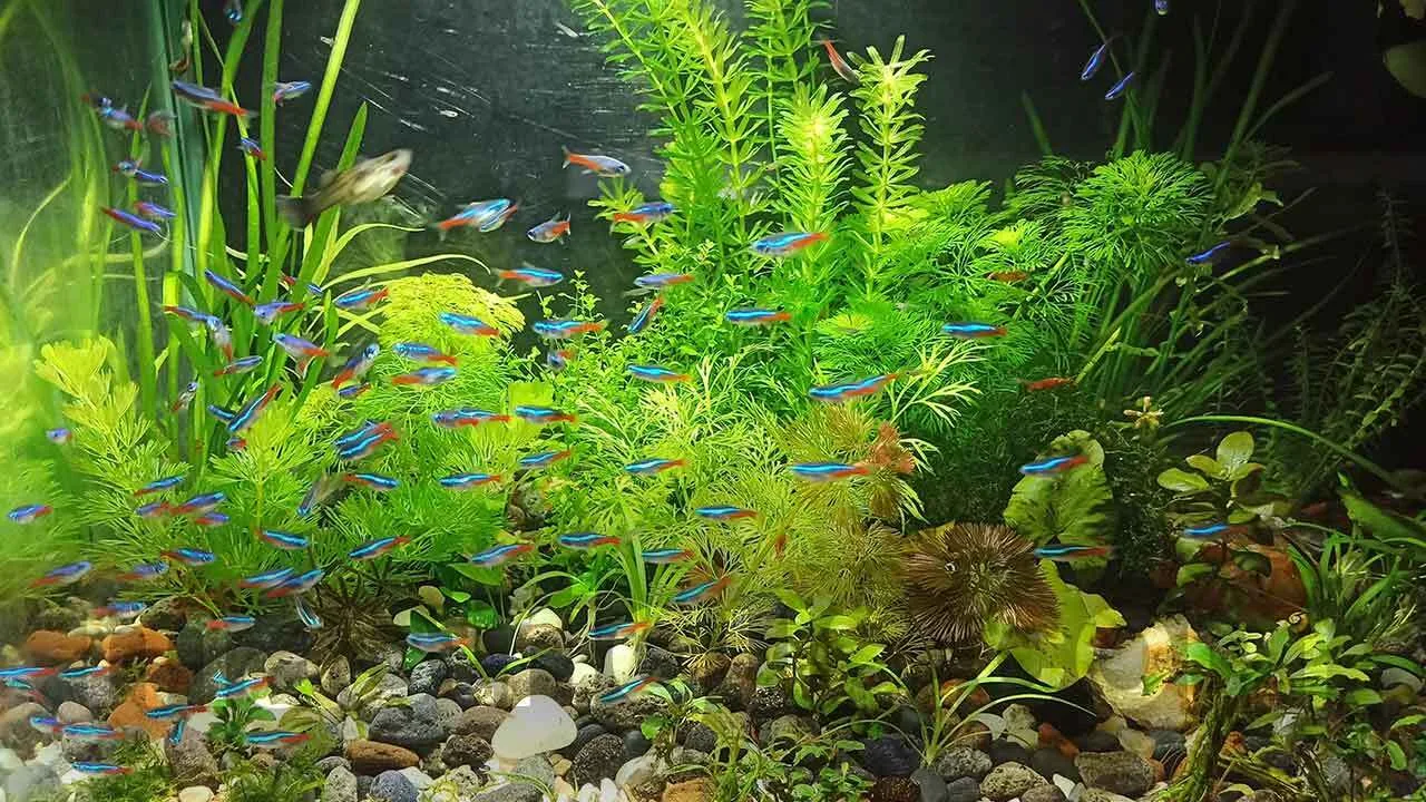 Cara Membuat Aquascape Sendiri Dengan Biaya Murah