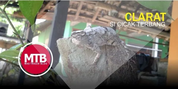 Clarat, Cicak Terbang yang Menjadi Mimpi Buruk di Masa Kecilku - Tapi Aku Sayang Kamu