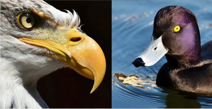Don’t Send Your Ducks to Eagle School