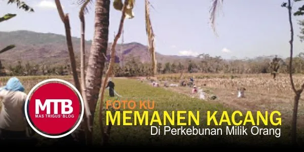 Asiknya Hidupku: Memanen Kacang Tanah di Kebun Milik Orang - Awas di Teriaki Maling