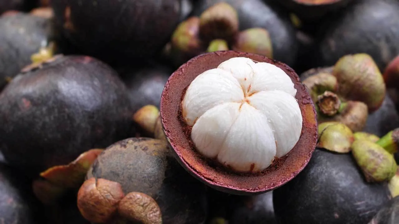 Khasiat dan Manfaat Buah Manggis Dan Manfaat Buah Sawo Untuk Kesehatan dan Kecantikan