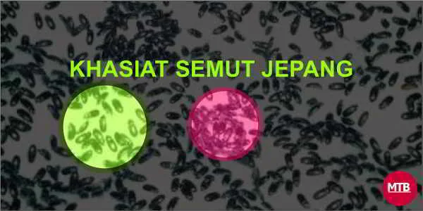 Khasiat Semut Jepang