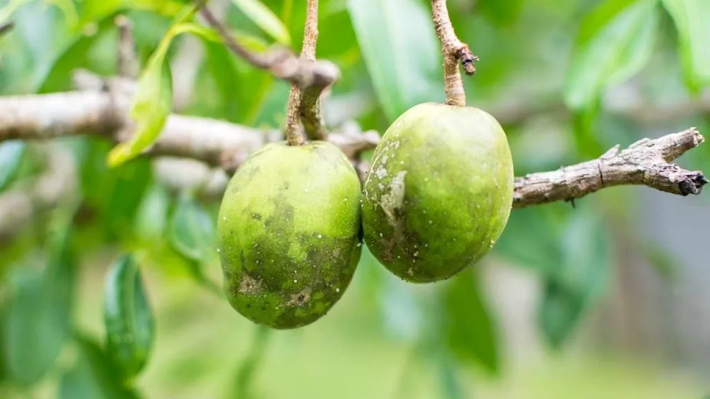 Manfaat Kedondong untuk Kesehatan