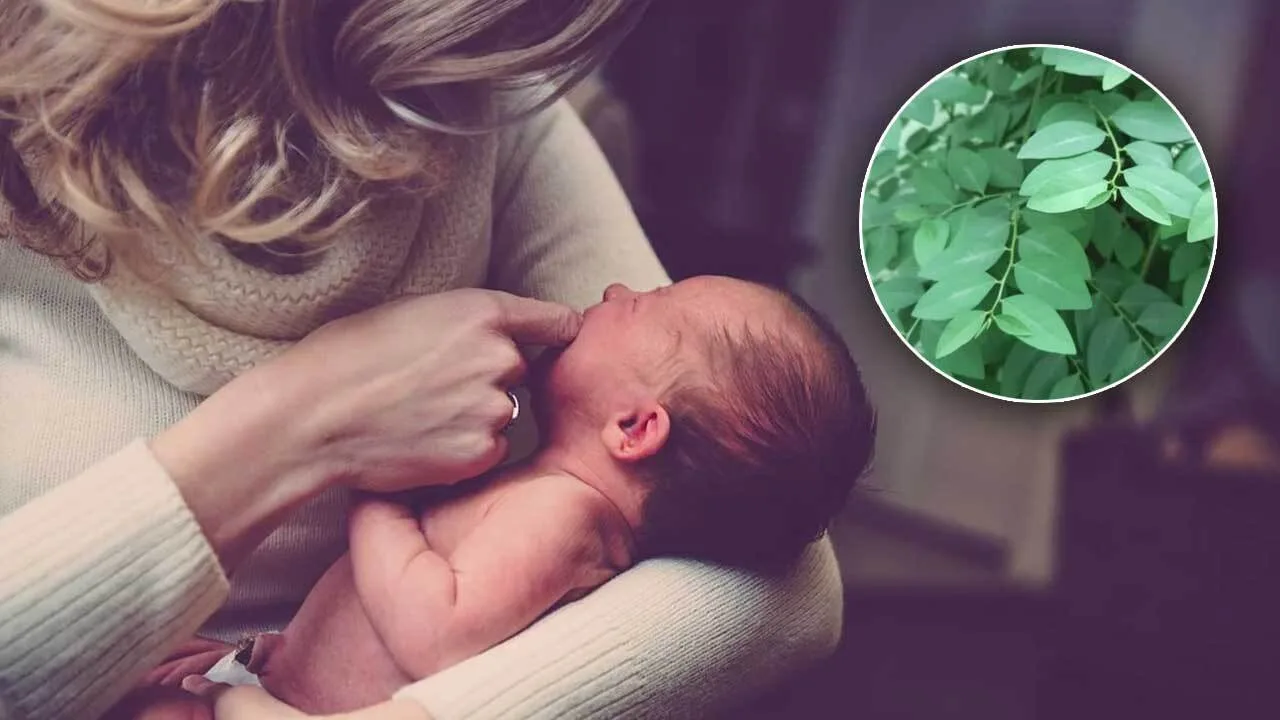 Manfaat Daun Katuk Dapat Melancarkan Produksi Air Susu Ibu (ASI)