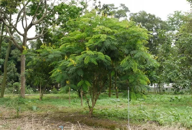 Khasiat Kayu Secang untuk Pengobatan Alami
