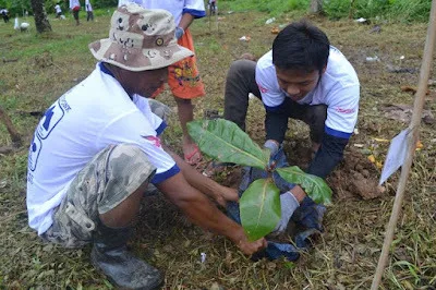Ketapang Kita Sudah Tumbuh Kawan