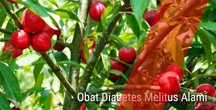 Obat Diabetes Melitus Alami Dari Tumbuhan