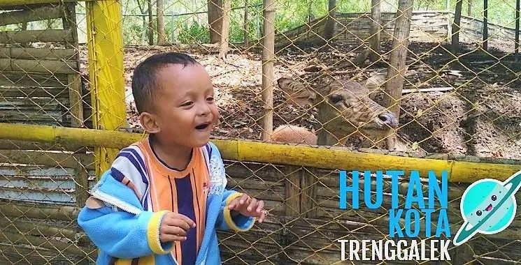 Hutan Kota Trenggalek, Wisata Alam Untuk Keluarga