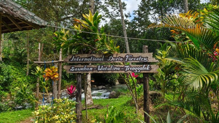 desa wisata duren sari 36 1