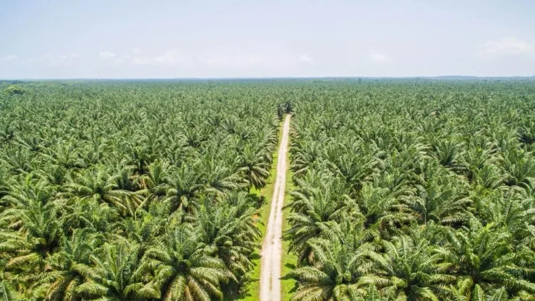 Kutukan Sumber Daya Alam dan Konflik Agraria di Indonesia